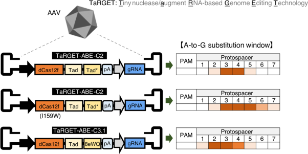 Hypercompact adenine base editors based on transposase B guided by engineered RNA