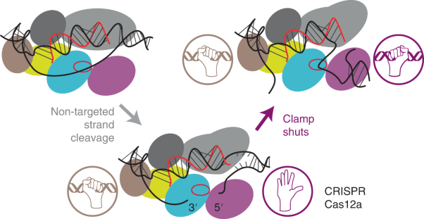 CRISPR–Cas12a-mediated DNA clamping triggers target-strand cleavage