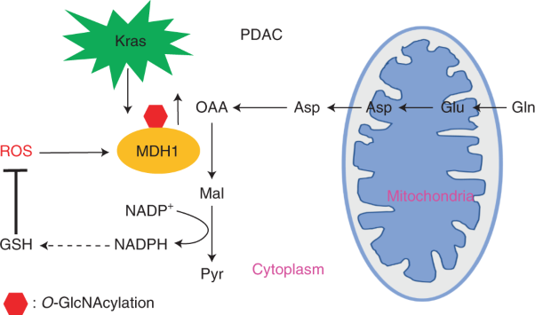 <i>O</i>-GlcNAcylation promotes pancreatic tumor growth by regulating malate dehydrogenase 1