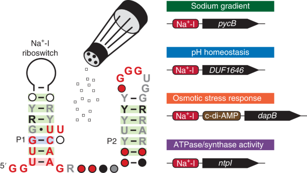 Na<sup>+</sup> riboswitches regulate genes for diverse physiological processes in bacteria