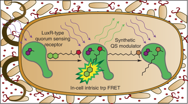 Autoinducer-fluorophore conjugates enable FRET in LuxR proteins in vitro and in cells