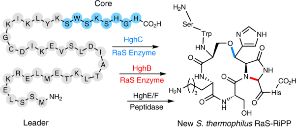 Bicyclostreptins are radical SAM enzyme-modified peptides with unique cyclization motifs