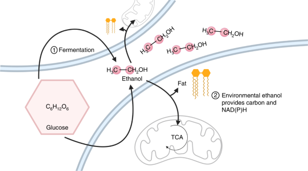 Glucose feeds the tricarboxylic acid cycle via excreted ethanol in fermenting yeast