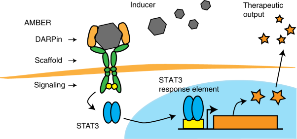 Programmable DARPin-based receptors for the detection of thrombotic markers