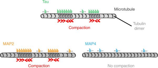 Microtubule lattice spacing governs cohesive envelope formation of tau family proteins