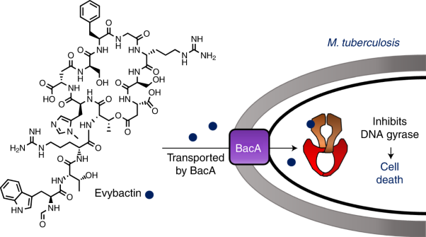 Evybactin is a DNA gyrase inhibitor that selectively kills <i>Mycobacterium tuberculosis</i>