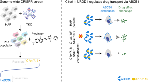Chemical genomics with pyrvinium identifies <i>C1orf115</i> as a regulator of drug efflux