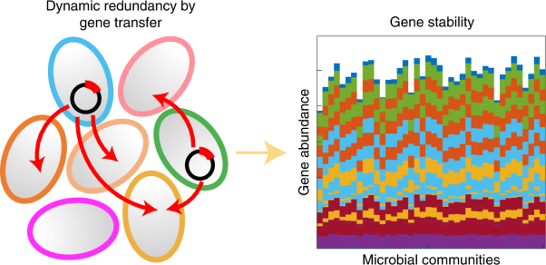 Horizontal gene transfer enables programmable gene stability in synthetic microbiota