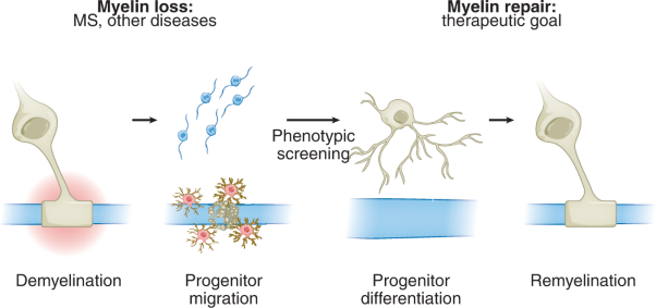 The landscape of targets and lead molecules for remyelination