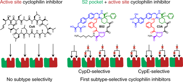 Discovery and molecular basis of subtype-selective cyclophilin inhibitors