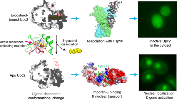 Structural basis for activation of fungal sterol receptor Upc2 and azole resistance
