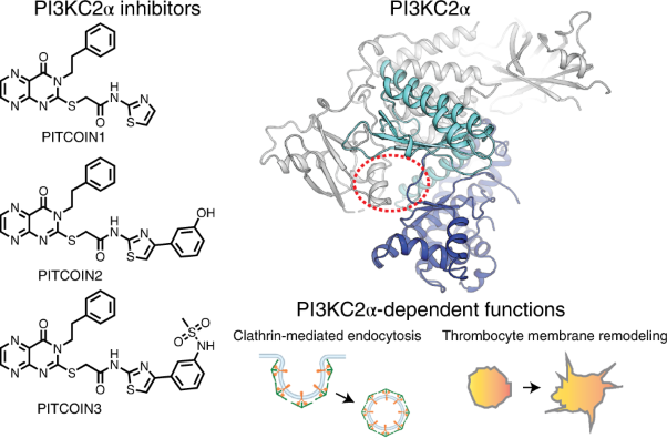 Development of selective inhibitors of phosphatidylinositol 3-kinase C2α