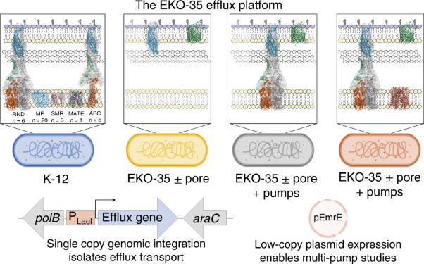 A genetic platform to investigate the functions of bacterial drug efflux pumps