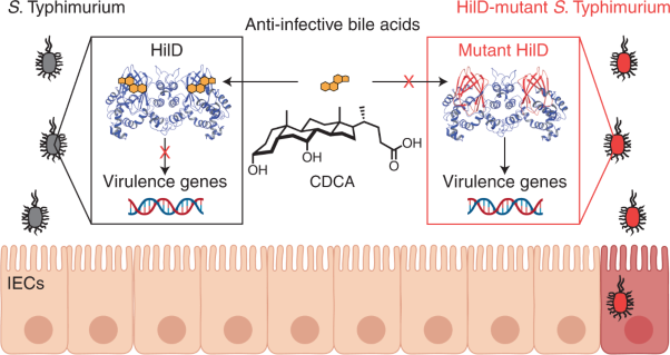 Anti-infective bile acids bind and inactivate a <i>Salmonella</i> virulence regulator