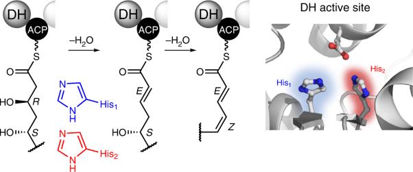 Diene incorporation by a dehydratase domain variant in modular polyketide synthases