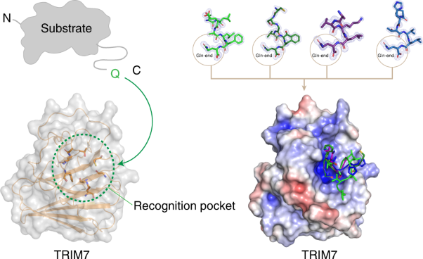 A C-terminal glutamine recognition mechanism revealed by E3 ligase TRIM7 structures