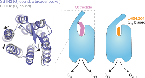 Molecular basis for the selective G protein signaling of somatostatin receptors