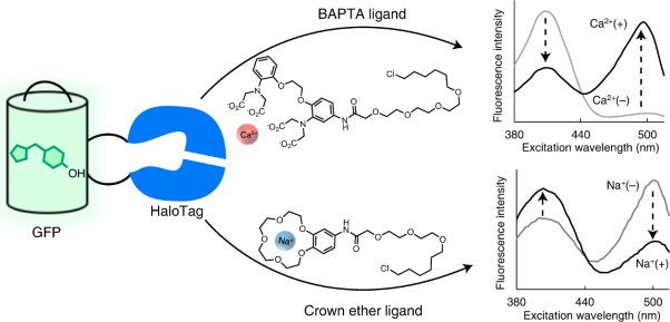 Chemigenetic indicators based on synthetic chelators and green fluorescent protein