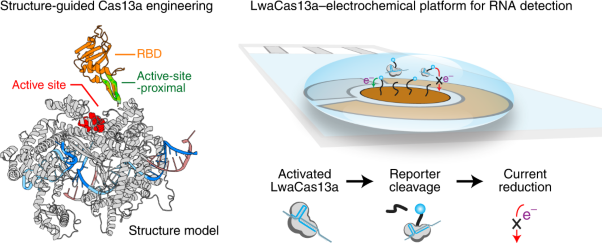 Engineered LwaCas13a with enhanced collateral activity for nucleic acid detection