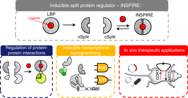 Chemically inducible split protein regulators for mammalian cells