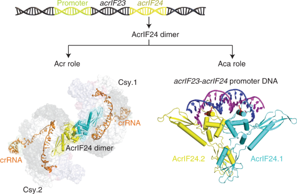 Structural basis of AcrIF24 as an anti-CRISPR protein and transcriptional suppressor