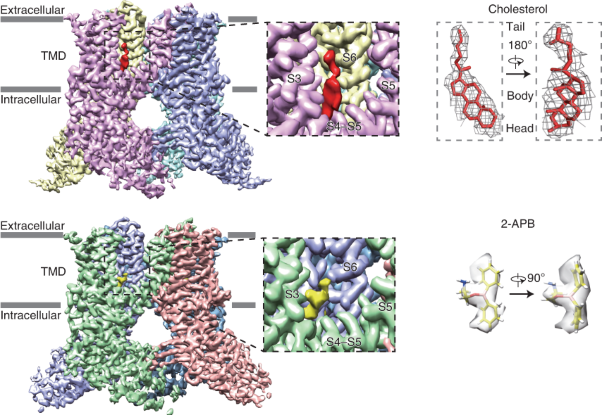 Structural mechanisms of TRPV2 modulation by endogenous and exogenous ligands