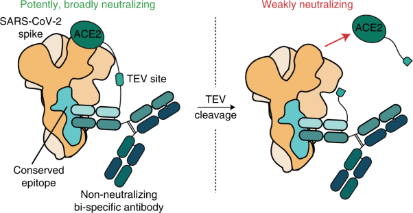 Converting non-neutralizing SARS-CoV-2 antibodies into broad-spectrum inhibitors