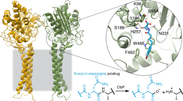 Structural basis of colibactin activation by the ClbP peptidase