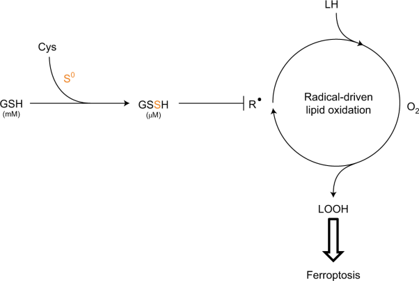 Hydropersulfides inhibit lipid peroxidation and ferroptosis by scavenging radicals