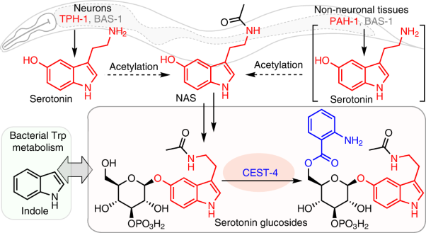 Parallel pathways for serotonin biosynthesis and metabolism in <i>C. elegans</i>