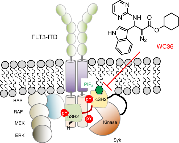 Targeting lipid–protein interaction to treat Syk-mediated acute myeloid leukemia