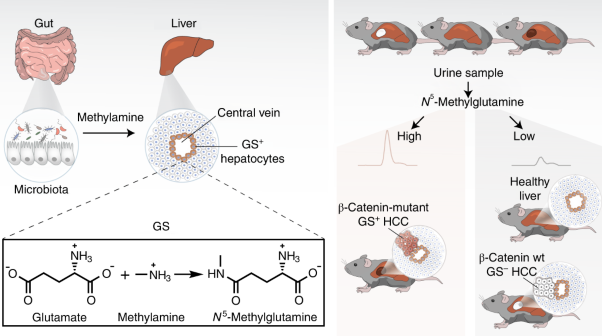 Hepatic glutamine synthetase controls <i>N</i><sup>5</sup>-methylglutamine in homeostasis and cancer