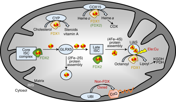 Functional spectrum and specificity of mitochondrial ferredoxins FDX1 and FDX2