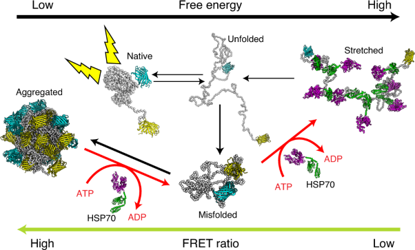 A fluorescent multi-domain protein reveals the unfolding mechanism of Hsp70