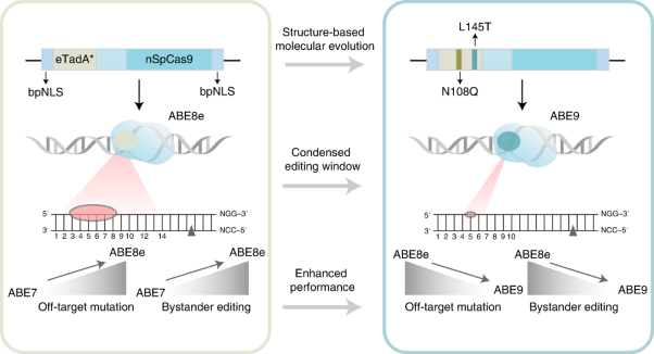 Engineering a precise adenine base editor with minimal bystander editing