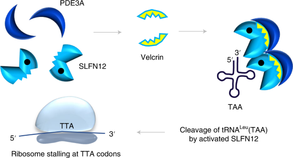 Velcrin-induced selective cleavage of tRNA<sup>Leu</sup>(TAA) by SLFN12 causes cancer cell death