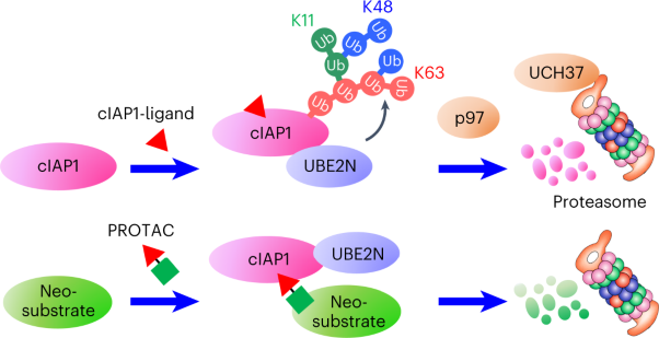 cIAP1-based degraders induce degradation via branched ubiquitin architectures