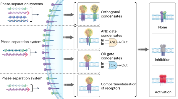 Programming cell-surface signaling by phase-separation-controlled compartmentalization