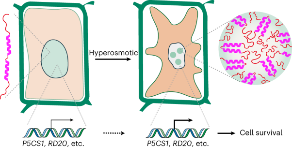 Condensation of SEUSS promotes hyperosmotic stress tolerance in <i>Arabidopsis</i>