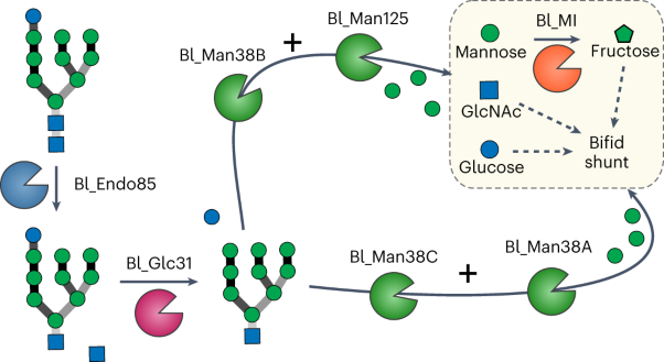 Mechanism of high-mannose <i>N</i>-glycan breakdown and metabolism by <i>Bifidobacterium longum</i>