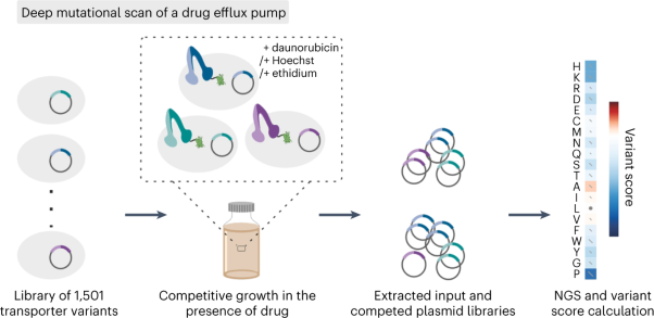 Deep mutational scan of a drug efflux pump reveals its structure–function landscape