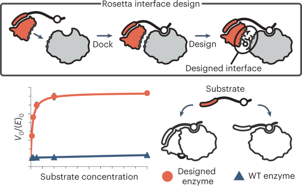 Designer installation of a substrate recruitment domain to tailor enzyme specificity