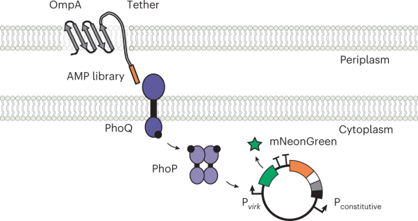An <i>E. coli</i> display method for characterization of peptide–sensor kinase interactions
