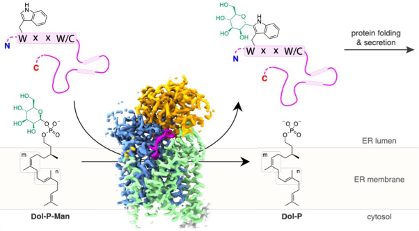 Structure, sequon recognition and mechanism of tryptophan <i>C</i>-mannosyltransferase