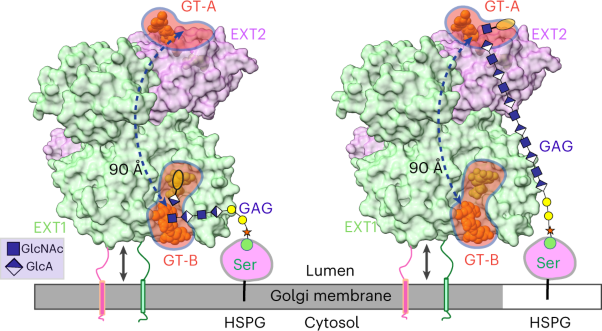 Structural basis for heparan sulfate co-polymerase action by the EXT1–2 complex