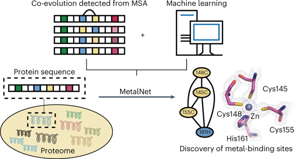 Co-evolution-based prediction of metal-binding sites in proteomes by machine learning