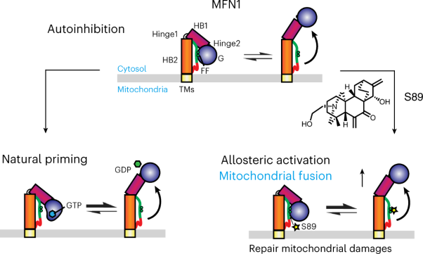 Small molecule agonist of mitochondrial fusion repairs mitochondrial dysfunction