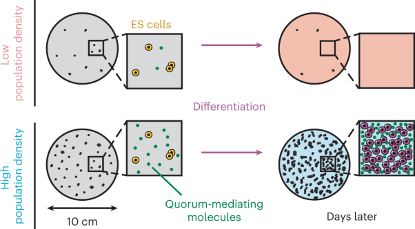 Macroscopic quorum sensing sustains differentiating embryonic stem cells