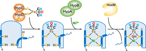 Stepwise assembly of the active site of [NiFe]-hydrogenase