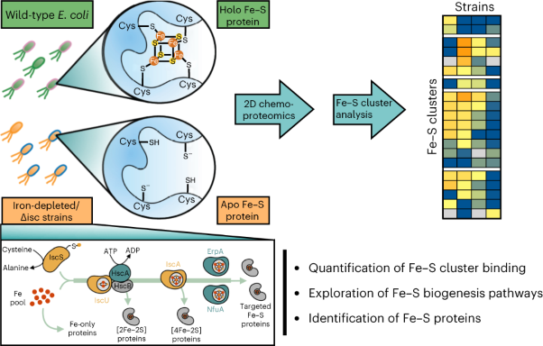 Monitoring Fe–S cluster occupancy across the <i>E. coli</i> proteome using chemoproteomics